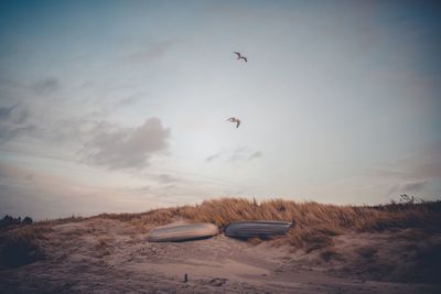 Bird flying over beach against sky