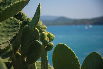 Close-up of prickly pear cactus against sky