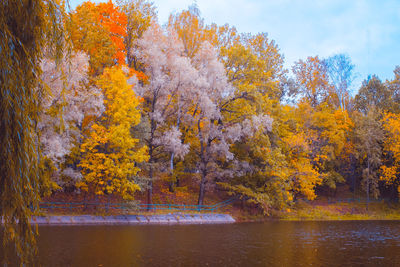 Autumn trees by lake in forest against sky