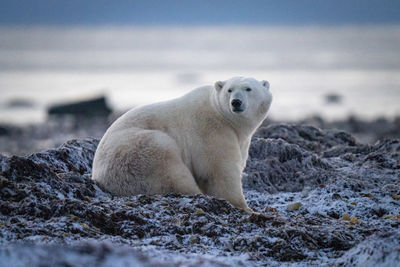 Polar bear sits on kelp looking back