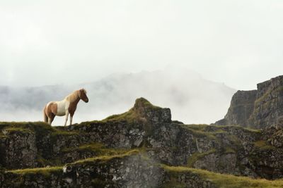 View of a horse on mountain against sky