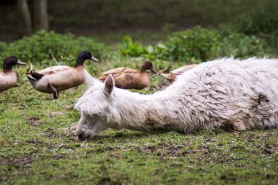 Sheep in a field