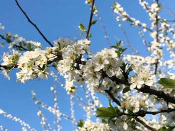 Low angle view of plum blossoms against clear sky