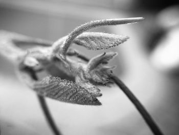 Close up of plant against blurred background