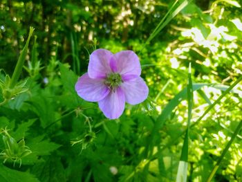 Close-up of purple flowering plant on field