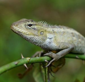 Close-up of lizard