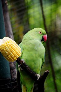 Close-up of parrot