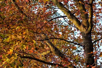 Low angle view of maple tree