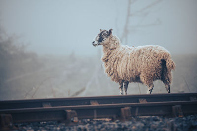 Sheep on edge of train track with fog