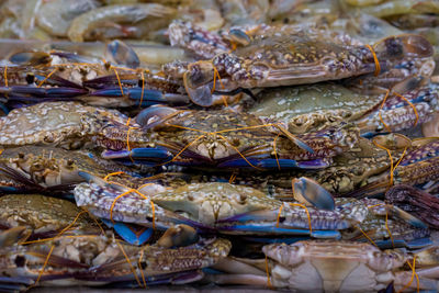 Pile of blue swimmer crabs on display at a uk fishmonger shop