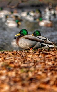 Close-up of duck