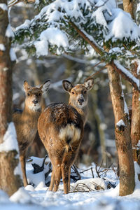 Roe deer in the winter forest. animal in natural habitat. wildlife scene