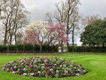 Pink cherry blossoms in park