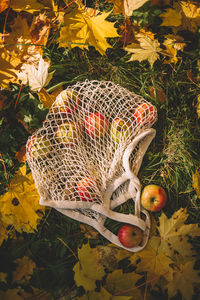 High angle view of fruit on plant during autumn