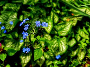 Close-up of purple flowering plant
