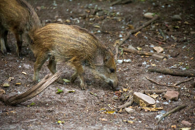 Close-up of an animal