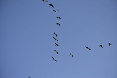 Low angle view of birds flying in sky