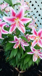 Close-up of pink flowers blooming outdoors