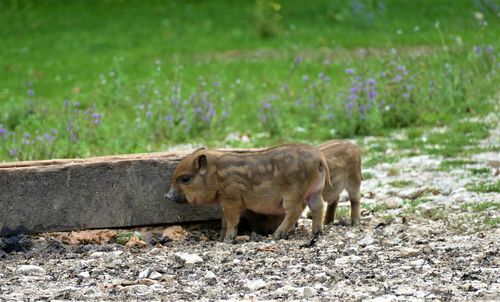 Horse grazing on field