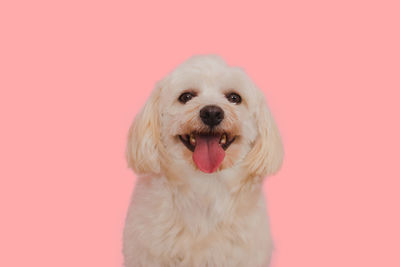 Close-up portrait of a dog against pink background