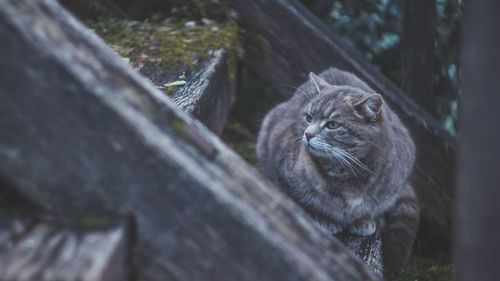 Cat sitting on old wooden steps