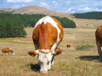 Cows on field