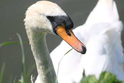 Close-up of swan