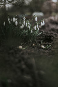 Close-up of mushrooms growing on field