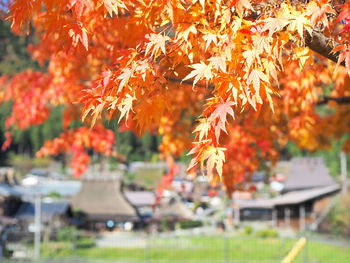 Autumn leaves on tree in park