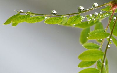 Close-up of leaves