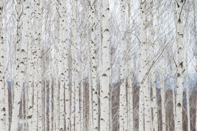 Full frame shot trees in forest during winter 