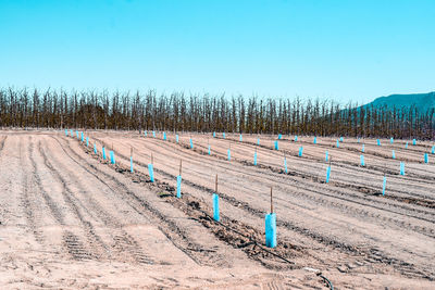 Plants growing on field against clear sky