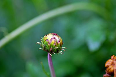 Close-up of pink flower bud growing outdoors