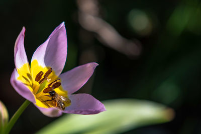 Close-up of purple crocus flower