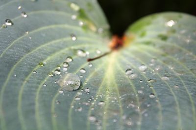 Close-up of water drops on leaves