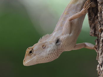 Close-up of a lizard on tree