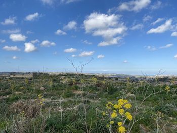 Scenic view of grassy field against sky