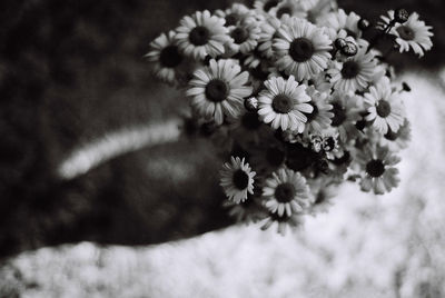 Close-up of white flowers