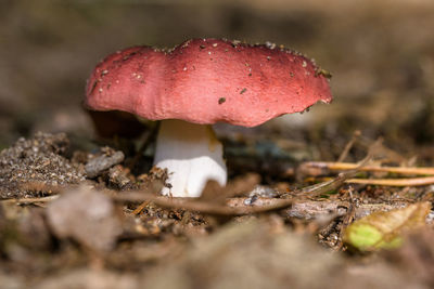 Close-up of fly agaric mushroom