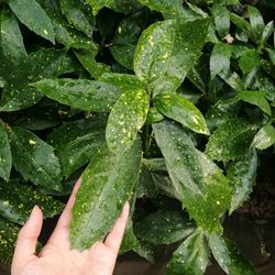 Close-up of hand holding wet leaves