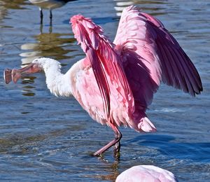 View of birds in water