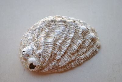 Close-up of seashell