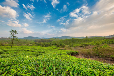 Lush green tea plantations in munnar, kerala, india