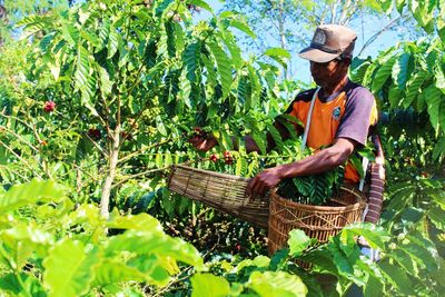 A coffee farmer that picked up coffee fruit