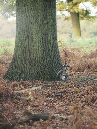 Squirrel on tree trunk in forest