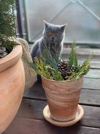 Cat by potted plant on table