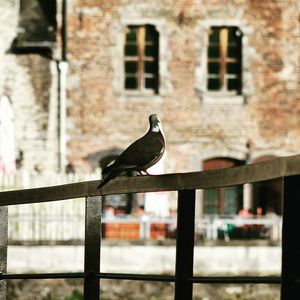 Pigeon perching on wooden fence