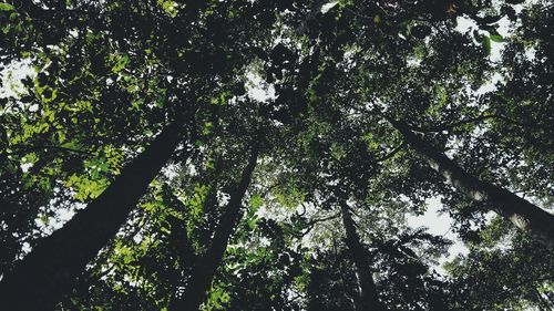 Low angle view of trees in forest