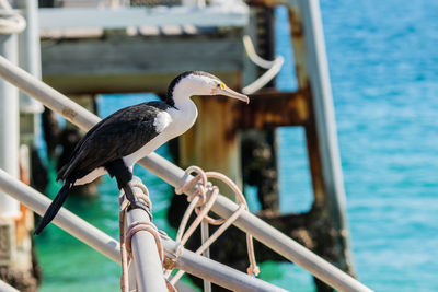 Seagull perching on wooden post