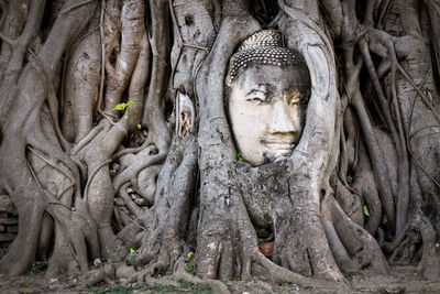 Buddha head embedded in a banyan tree at wat mahathat in ayutthaya thailand